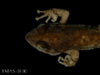 Swinhoe's brown frog Collection Image, Figure 2, Total 11 Figures